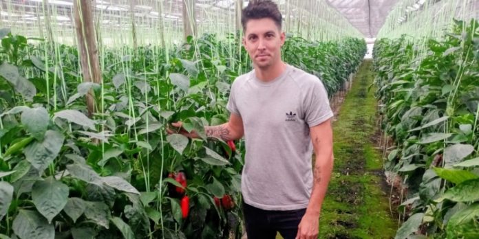 Argentina Una visita al emprendimiento de hidroponia hortícola más grande y curioso del país