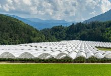 Berlín - Fruit Logistica : Arrigoni Group renueva su identidad visual