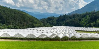 Berlín - Fruit Logistica : Arrigoni Group renueva su identidad visual