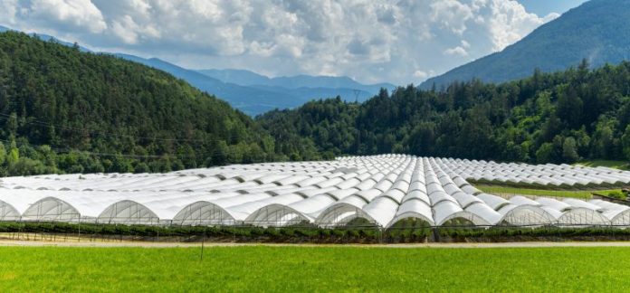 Berlín - Fruit Logistica : Arrigoni Group renueva su identidad visual