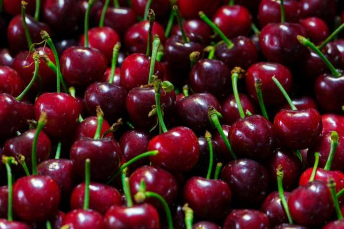 Auge de las cerezas chilenas en China: exportaciones récord y precios más bajos
