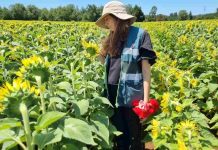 Aumenta la certificación de semillas en la región de Ñuble Aumenta la certificación de semillas en la región de Ñuble