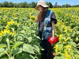 Aumenta la certificación de semillas en la región de Ñuble