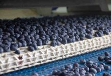 Biobío cierra la temporada de arándanos con un salto cercano al 12% en volumen