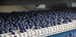 Biobío cierra la temporada de arándanos con un salto cercano al 12% en volumen