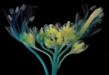 Clima cambiante: Investigador de CEAF estudia cómo los factores abióticos afectan la agricultura chilena