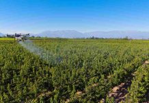 Cáncer bacteriano en las plantas: cómo prevenirlo ante la inminente caída de las hojas Cáncer bacteriano en las plantas: cómo prevenirlo ante la inminente caída de las hojas