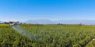 Cáncer bacteriano en las plantas: cómo prevenirlo ante la inminente caída de las hojas