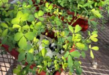 Con mejoramiento genético, amplían la tolerancia al anegamiento de la alfalfa