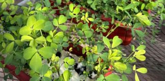 Con mejoramiento genético, amplían la tolerancia al anegamiento de la alfalfa