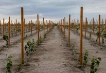 Cepa Tamarugal: un tesoro vitivinícola que florece en el desierto de Atacama