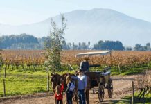 Chile inicia temporada de vendimias con más de 40 fiestas entre febrero y mayo Chile inicia temporada de vendimias con más de 40 fiestas entre febrero y mayo