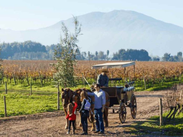 Chile inicia temporada de vendimias con más de 40 fiestas entre febrero y mayo