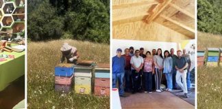 Ciencia nuclear al servicio de la miel chilena: CCHEN fortalece la trazabilidad y combate el fraude alimentario