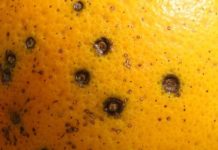 Cítricos Identifican resistencia parcial del hongo de la mancha negra a las estrobilurinas