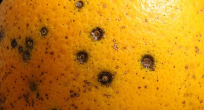 Cítricos Identifican resistencia parcial del hongo de la mancha negra a las estrobilurinas