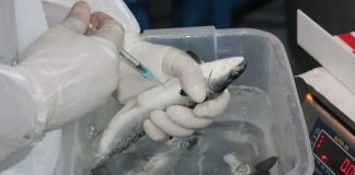 Codebreaker Bioscience acelera expansión biotecnológica desde Patagonia