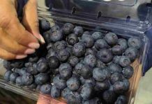 Comité de Arándanos de Frutas de Chile lidera gira técnica para verificar, evaluar la calidad y condición de los envíos chilenos de arándanos frescos a EEUU Comité de Arándanos de Frutas de Chile lidera gira técnica para verificar, evaluar la calidad y condición de los envíos chilenos de arándanos frescos a EEUU