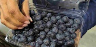 Comité de Arándanos de Frutas de Chile lidera gira técnica para verificar, evaluar la calidad y condición de los envíos chilenos de arándanos frescos a EEUU