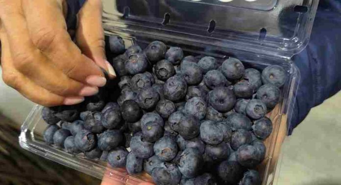 Comité de Arándanos de Frutas de Chile lidera gira técnica para verificar, evaluar la calidad y condición de los envíos chilenos de arándanos frescos a EEUU