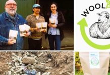 Con apoyo de FIA, desde Chiloé impulsan bioactivador de lana ovina y algas que reduce el riego hasta 29%