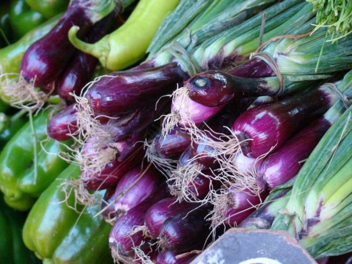 Corfo Metropolitano da inicio a Programa Transforma para fortalecer la horticultura regional frente al cambio climático