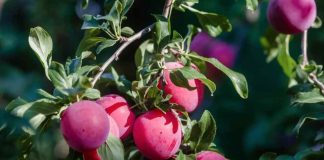 Decofrut: Ciruelas chilenas muestran un ritmo de salida más alto que el año anterior