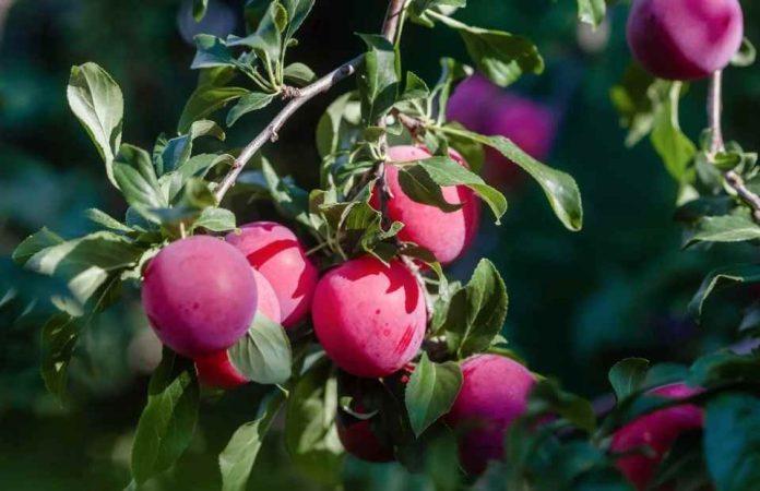 Decofrut: Ciruelas chilenas muestran un ritmo de salida más alto que el año anterior
