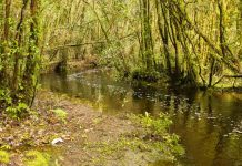 Descubren población clave de la ranita de Darwin que enfrenta amenaza inminente