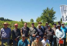 Día de Campo Berrytec junto a programa Indap SAT Longavi fortaleció el apoyo técnico a productores de Frambuesa y Arándano