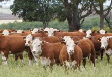 Argentina | Diagnóstico y fertilización: el camino a más kilos por hectárea de carne y leche