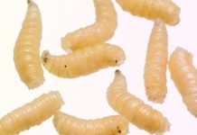 EE.U.U - Alerta Sanitaria en EE.UU. Liberación masiva de moscas estériles en Texas para frenar el avance del gusano barrenador