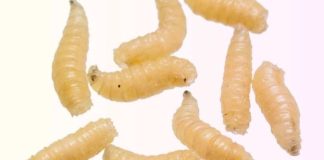 EE.U.U - Alerta Sanitaria en EE.UU. Liberación masiva de moscas estériles en Texas para frenar el avance del gusano barrenador