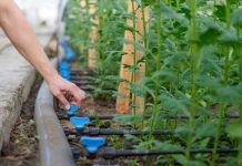 Eficiencia hídrica en la agricultura y una ley que perdió el foco Eficiencia hídrica en la agricultura y una ley que perdió el foco