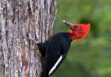 El carpintero negro revela la salud oculta de los bosques templados del sur de Chile