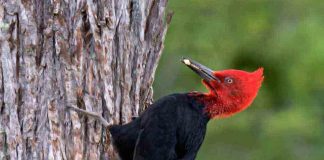 El carpintero negro revela la salud oculta de los bosques templados del sur de Chile