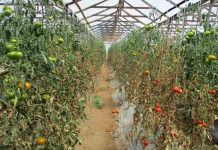 El “escudo genético” de la bacteria del tomate: Hallazgos preocupantes en O’Higgins y Maule