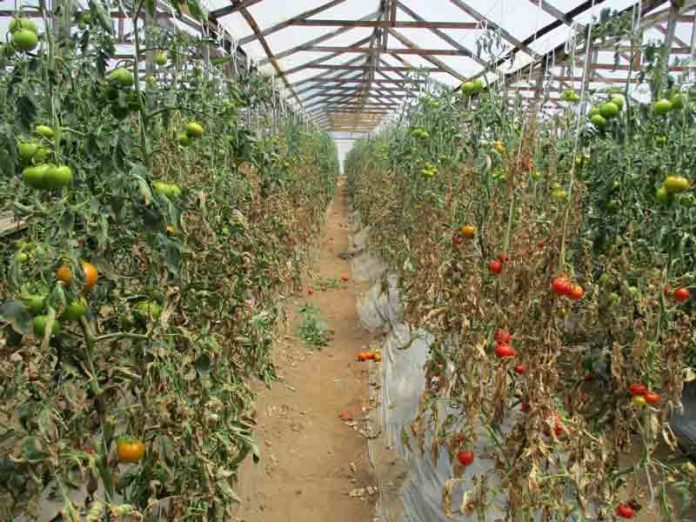 El “escudo genético” de la bacteria del tomate: Hallazgos preocupantes en O’Higgins y Maule