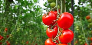 El grupo de contacto de Francia, Italia, España y Portugal analiza el Acuerdo UE-Marruecos y el comercio europeo del tomate