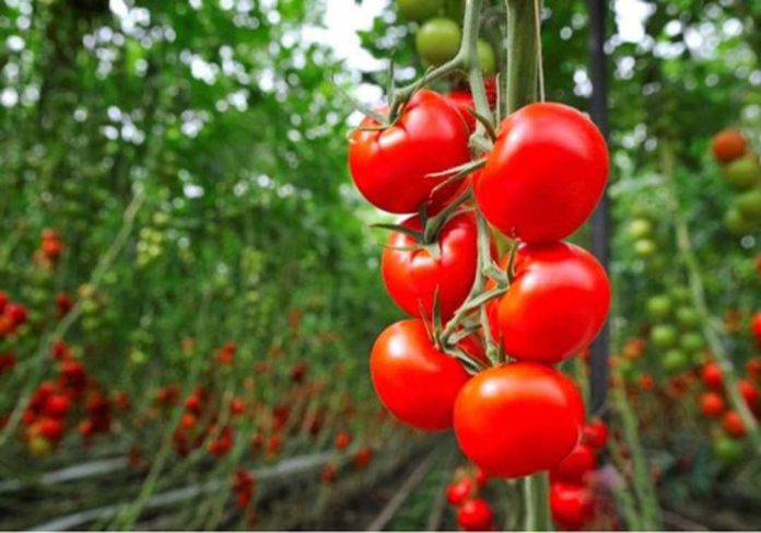 El grupo de contacto de Francia, Italia, España y Portugal analiza el Acuerdo UE-Marruecos y el comercio europeo del tomate