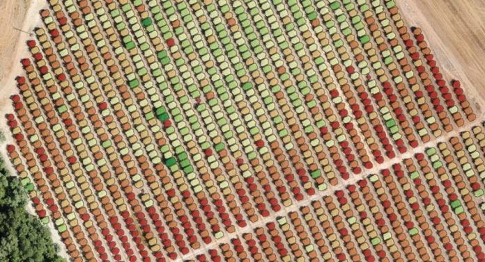 España El IAS-CSIC usa tecnología LiDAR para mejorar la eficiencia del riego en almendro