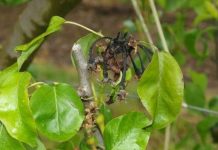 España El Ministerio de Agricultura amplía la autorización de bacteriófagos contra el fuego bacteriano
