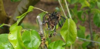 España El Ministerio de Agricultura amplía la autorización de bacteriófagos contra el fuego bacteriano