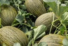 España | El melón frena su declive y recupera superficie en la campaña 2025 España El melón frena su declive y recupera superficie en la campaña 2025