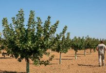 España | La campaña de pistacho de Castilla-La Mancha cerró 2025 con cifras históricas España La campaña de pistacho de Castilla-La Mancha cerró 2025 con cifras históricas