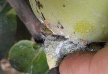 España | La incidencia de las plagas incrementa el volumen de destríos en caqui