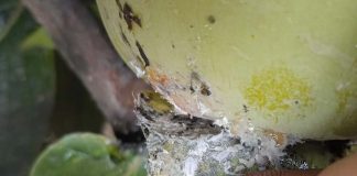 España | La incidencia de las plagas incrementa el volumen de destríos en caqui