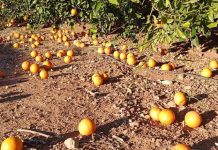 España | Más de 30 millones de € de pérdidas en el campo valenciano por el viento