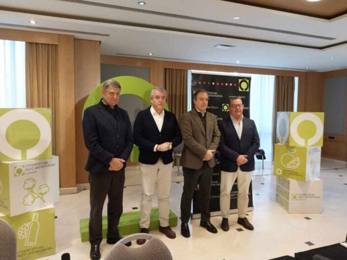 España | Por qué el olivar español percibe Mercosur como una amenaza