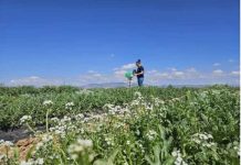 España | Productores murcianos crean una Bio-red de Monitorización y Predicción de plagas